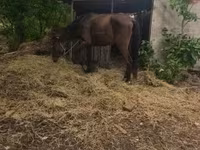 Kobyła, Konie — zdjęcie 3