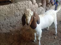 Ziegenbock, Boer goat — Foto 2