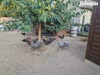 Chickens — الصورة 2