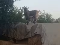 Cabro, Cabras — foto 1
