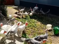 Turkeys — fotografija 4