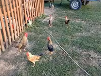Chickens — photo 3