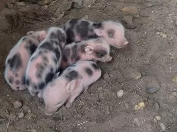 豚（ロット、性別未指定）, 豚