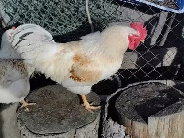 Chickens