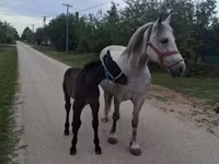 Stute, Friesian — Foto 2