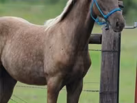 Pastuv, Black Sea breed — fotografija 3