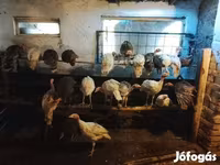 Turkeys — फ़ोटो 2