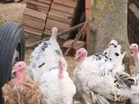 Turkeys — zdjęcie 2