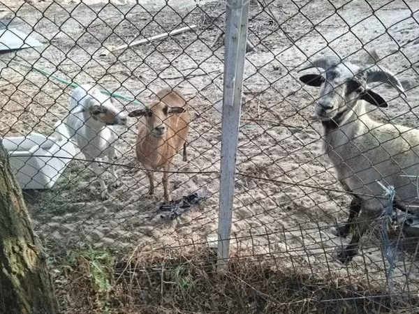 Qoyun, Cameroon sheep — Macarıstan