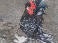 Chickens — zdjęcie 6