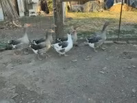 Guinea fowl — zdjęcie 7