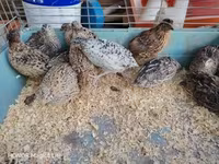 Quails — zdjęcie 5