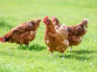 Chickens — fotografija 2