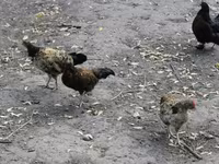 Chickens — 照片 6