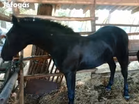 Horse (M), Horses — photo 1