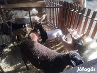 Sheep, Sheep — photo 3