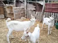 Kozioł, Kozy — zdjęcie 1