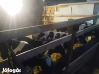 Taureau, Russian Black pied cattle — photo 1