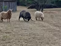 Widder, Racka sheep — Foto 3