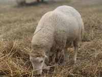 Ovan, Bardhoka sheep — fotografija 3