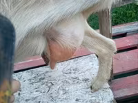 Cabra, Cabras — foto 3