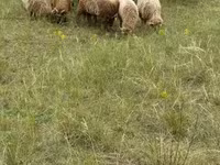 أغنام (دفعة، الجنس غير محدد), Racka sheep — الصورة 1