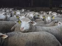 Ovca, Ile-de-France sheep — fotografija 3