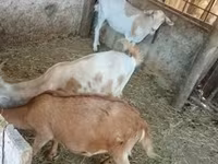 Cabras (lote, sexo não especificado), Cabras — foto 1