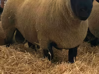 Ovan, Dorper sheep — fotografija 2