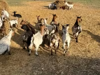 Ziege, Dutch Landrace goats — Foto 2