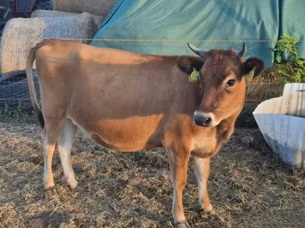 Sigir, Jersey zotasi — Vengriya
