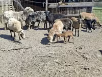 Қойлар (топ, жынысы көрсетілмеген), Cameroon sheep — 1-сурет