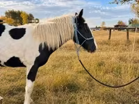 فرس, Gypsy horse — الصورة 3
