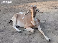 Koza, Nubian Goat — fotografija 2