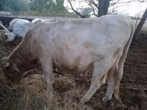 सांड, Charolais cattle