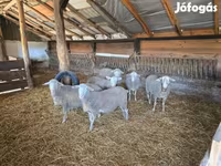 公羊, Merino sheep — 照片 4