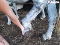 घोड़ी, Hungarian horse breed — फ़ोटो 4