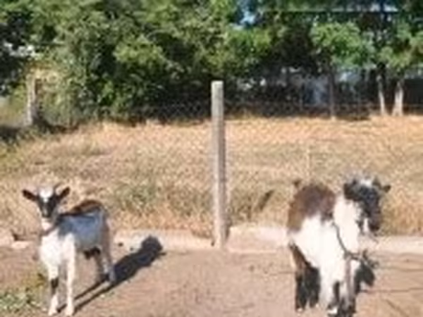 Kozy (partia, płeć nieokreślona), Kozy — Węgry