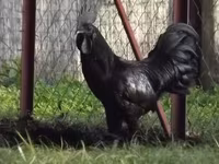 Ayam Cemani — Foto 1
