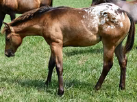 Kobila, Appaloosa — fotografija 2