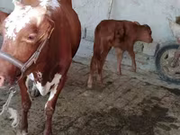 Krowa, Simmental cattle — zdjęcie 2