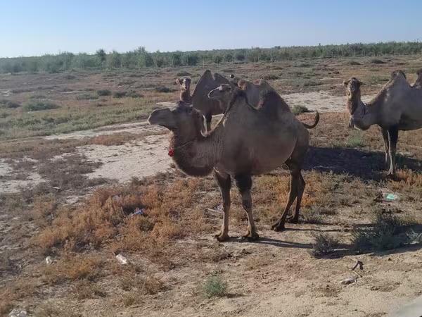 Ženka deve, Kazakh Bactrian camel