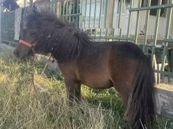 雌馬, Shetland Pony