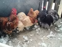 Chickens — zdjęcie 2
