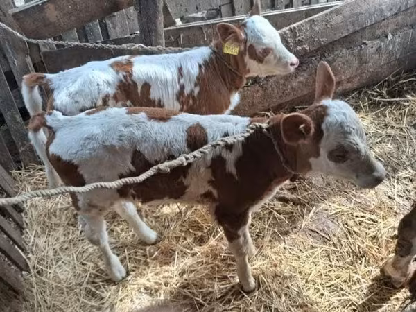 Sigir, Simmental cattle — Vengriya