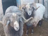 Ovan, Arabi sheep — fotografija 1