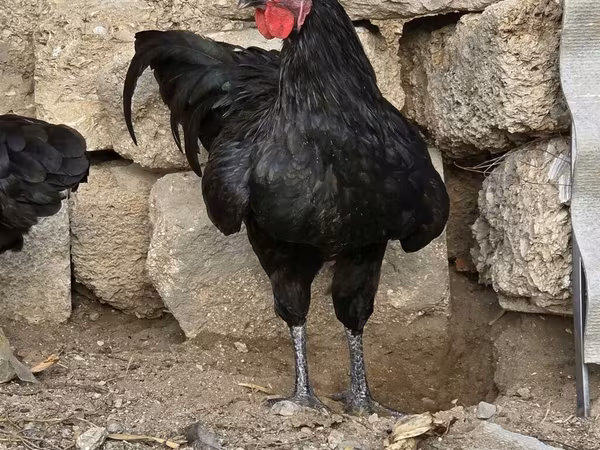 Australijska pit borbena kokoš