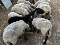 Oveja, Dorper sheep — foto 5