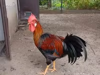 Chickens — foto 1
