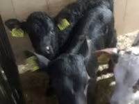 牛只（批次，未指定性别）, Cattle — 照片 8